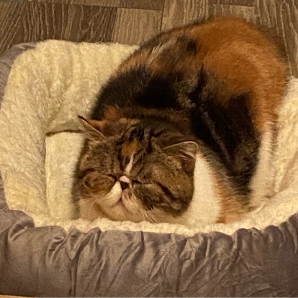 Meet your Posher, Kelli ☕️🍩 - Picture 4 of 5